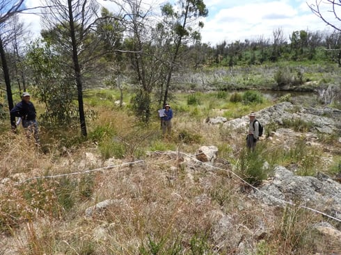 Bossiaea+Transects+with+volunteers