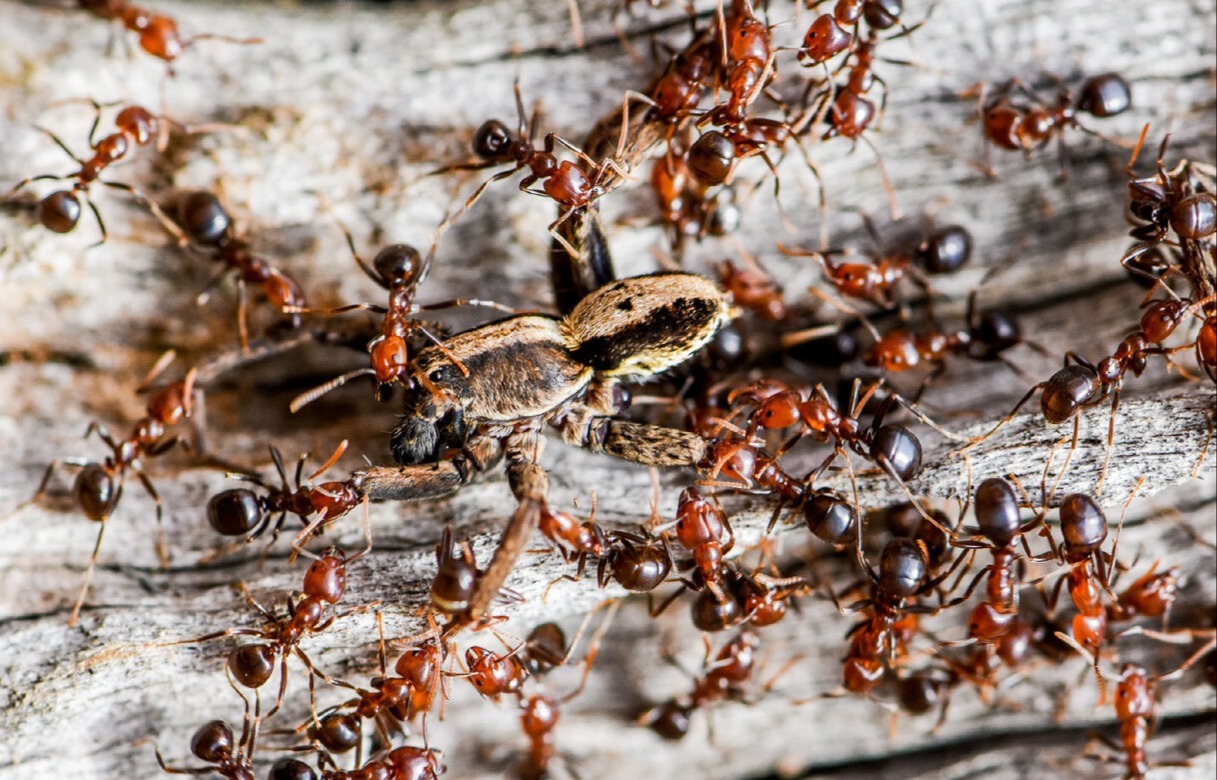 Close-up of a group of Coconut Ants (Papyrius nitidus) swarming over a spider on a piece of wood. Close-up of a group of Coconut Ants (Papyrius nitidus) swarming over a spider on a piece of wood.