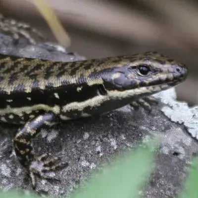 Lizard_Square