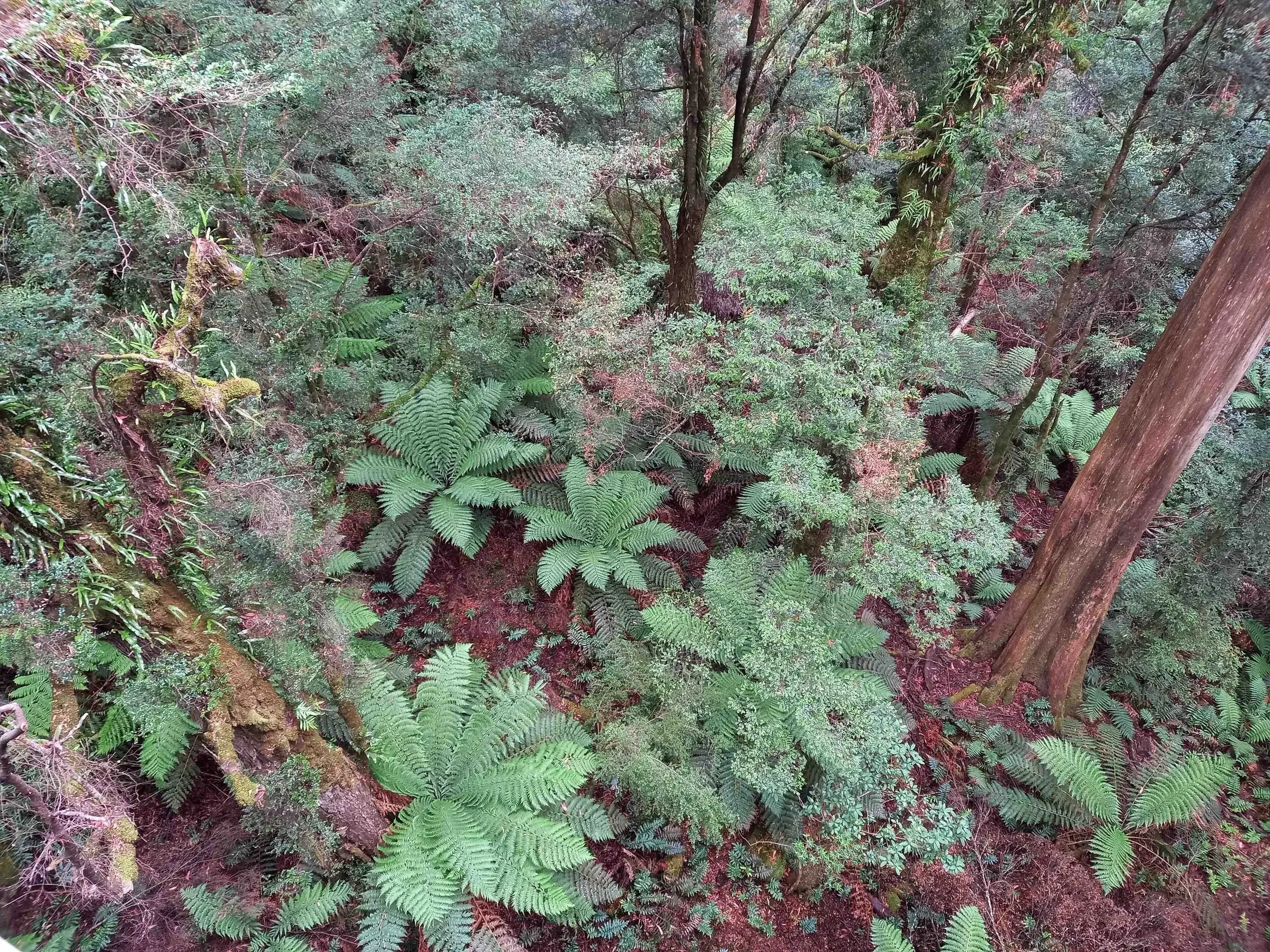 Treeferns+from+above