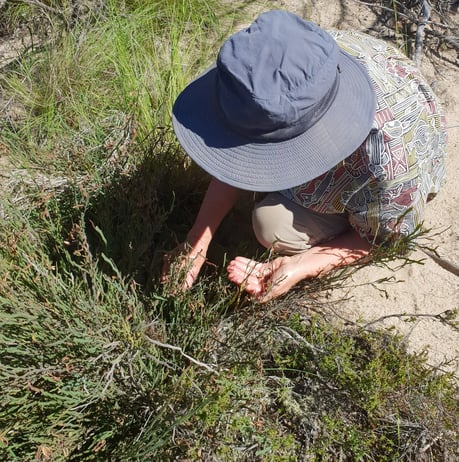 Volunteer+seed+collecting1