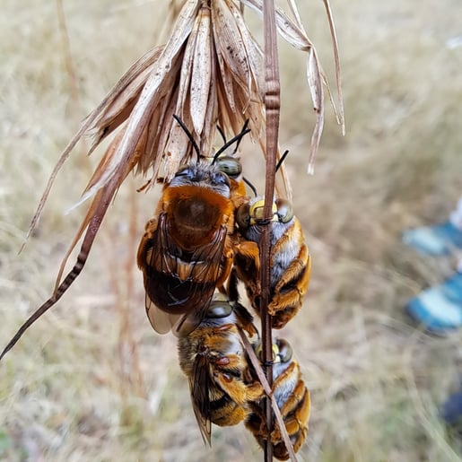 bee 
